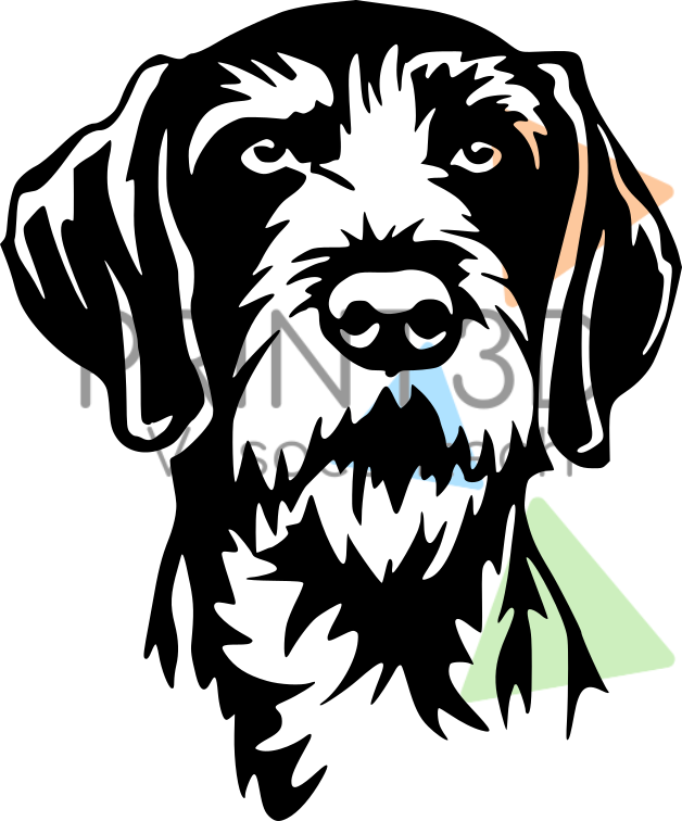 Sticker Braque Allemand à Poil Dur – Chien d’Arrêt | Autocollant Chien de Chasse