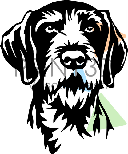 Sticker Braque Allemand à Poil Dur – Chien d’Arrêt | Autocollant Chien de Chasse